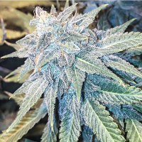 Blue Z Burger - Regular - Massive Creations