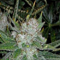 Connoisseur Genetics Seeds Chemmy Jones Feminized