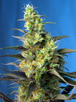 Sweet Seeds - NYC Diesel CBD® - Feminized (Was Ice Cool CBD)
