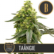 Nikki & Swammi's Taangie - Feminized - BlimBurn Seeds