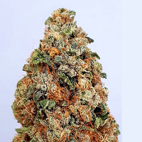 Big Head Seeds Dogstar Dawg Feminized