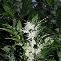 KC Brains Seeds KC39 Regular