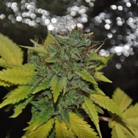 Pheno Finder Seeds Grapefruit Diesel Feminized