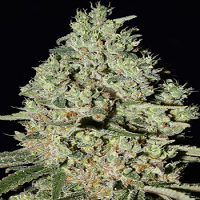 Super Strains Seeds DFA Auto Feminized