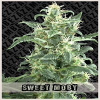 Zambeza Seeds Sweet Moby Feminized