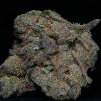 Big Head Seeds Girl Scout Cookies Feminized