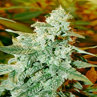 Medicann Kush Fromage Auto Feminized