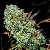 Karma Genetics Seeds Sour Leda Regular