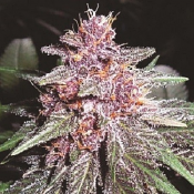 Violeta - Regular - Ace Seeds