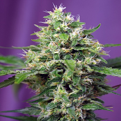 Sweet Amnesia Haze XL Auto - Feminized - Sweet Seeds