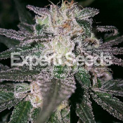 Gorilla x Cookies – Feminized – Expert Seeds