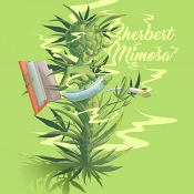 Auto Sherbert Mimosa - Feminized - Penthouse Cannabis