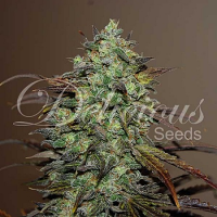 Eleven Roses - Feminized - 2022 Cannabis Seed Collection