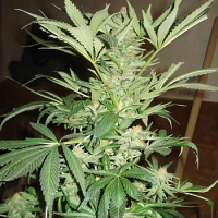 White Rhino - Regular - Nirvana Seeds