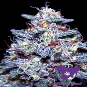 Hyper Glue - Feminized - Anesia Seeds