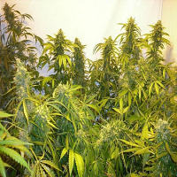 Flash Seeds Black Samba Super Auto Feminized