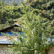 Nepal Annapurna - Regular - Ace Seeds