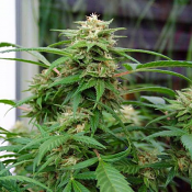 White Rhino - Feminized - Nirvana Seeds