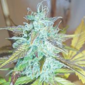 Lemon Haze Auto - Feminized - Emerald Triangle Seeds