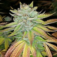 Karma Genetics Seeds Tha Melon Regular (Terp Line)