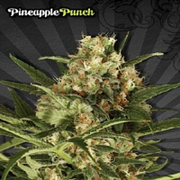Auto Seeds Pineapple Punch Auto Feminised