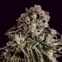 SuperCBDx Seeds Black Critical x SCBDx Feminized