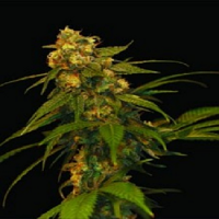 Lemon OG Kush – Feminized – DNA Genetics