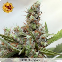 Barney's Farm Seeds CBD Blue Shark Feminized