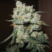 O.G. Kush - Feminized - Bulk Seeds Premium