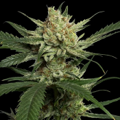 Strawberry Banana - Feminized - Professor Trichome