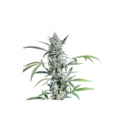 Fat Pete’s Cookies Auto - Feminized - Super Sativa Seed Club