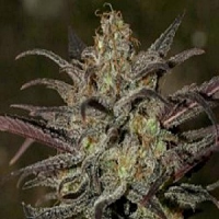 Next Generation Seeds Grapefruit Diesel Regular