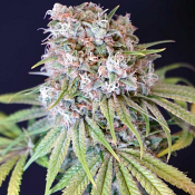 Karma Genetics Seeds Melon Cheddar Feminized 