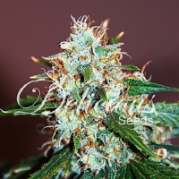 Delicious Seeds Critical Neville Haze Feminized