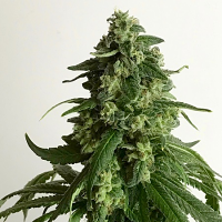Pot Valley Seeds King's Fudge Regular