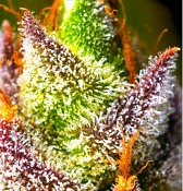 Mimosa - Feminized - BSB Genetics