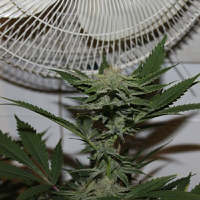 Purple Caper Seeds Krippy Kush Regular