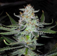 Connoisseur Genetics Seeds UK Chem Regular