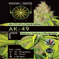 Vision Seeds AK49 Auto Feminized