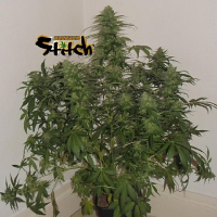Flash Seeds Russian Fuel Auto Feminised