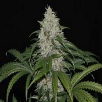 Ultra Genetics Seeds Mendo Grape Kush Regular
