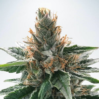 Ministry of Cannabis Seeds God's Glue Feminized
