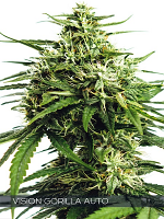 Vision Seeds Vision Gorilla Auto Feminized