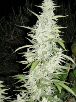 Female Seeds Maroc Feminized (Outdoor)