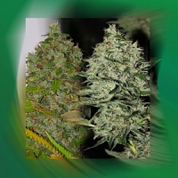 Connoisseur Genetics Seeds OG Jones Regular
