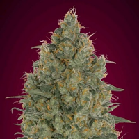 Strawberry Gum - Feminized - Advanced Seeds