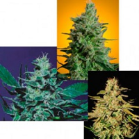 Paradise Seeds Sativa Champion Pack Feminized