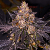 Planet Purple - Feminized - Archive Seeds