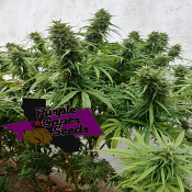 Purple Caper- Luxor's Chocolate - Feminized - THCV Luxor Range