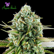 Pink Starburst - Feminized - 2022 Cannabis Seed Collection